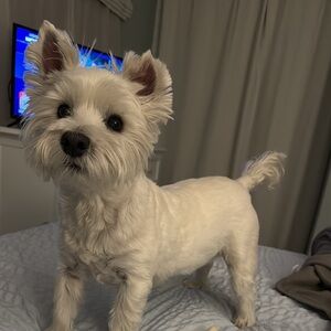 Meet your Posher, Janet